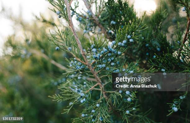 branch of juniper with blue berries close-up - árvore de junípero - fotografias e filmes do acervo
