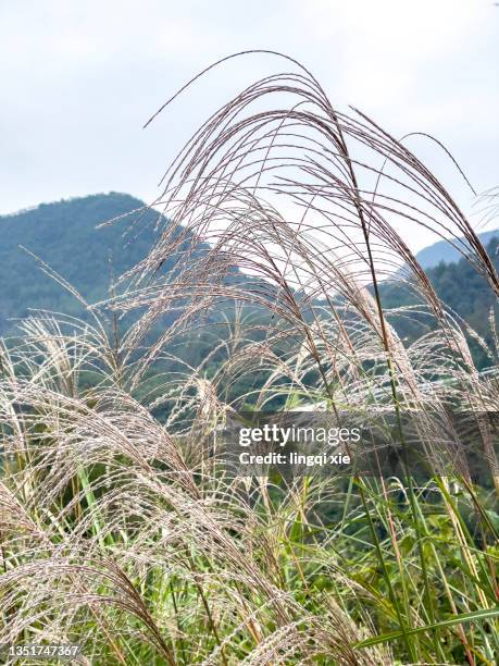 lush reeds growing in the mountains - rushes plant stock pictures, royalty-free photos & images