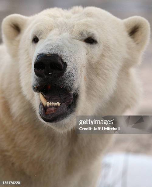 Walker the polar bear shows off a missing tooth on his third birthday at the Highland Wildlife Park on December 7, 2011 in Kingussie, Scotland....