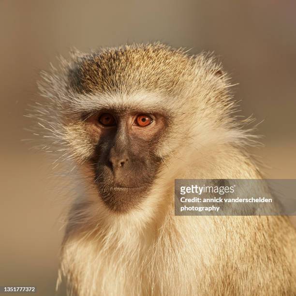 vervet monkey - vervet monkey stock-fotos und bilder