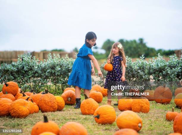 two girls selecting pumpkins for thanksgiving in florida - florida farm stock pictures, royalty-free photos & images