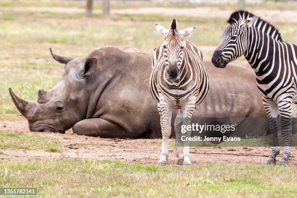 Zebras are seen next to a sleeping white rhinoceros during a Savannah safari tour at Taronga Western Plains Zoo on November 07, 2021 in Dubbo,...