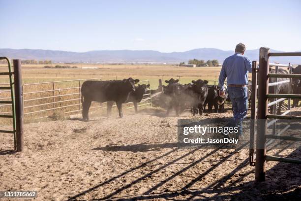 cattle rancher water drought - aberdeen angus bildbanksfoton och bilder