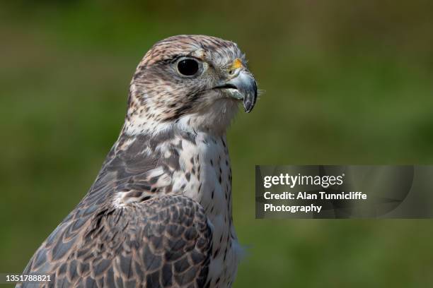 saker falcon - saker falcon falco cherrug stock pictures, royalty-free photos & images