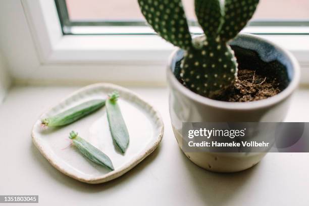succulent plant cuttings - plant cutting stock pictures, royalty-free photos & images