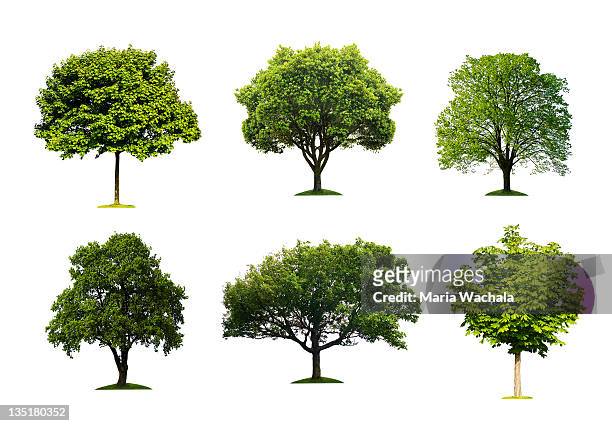 trees collection - remote location stockfoto's en -beelden
