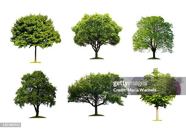 trees collection - tree on white stock pictures, royalty-free photos & images