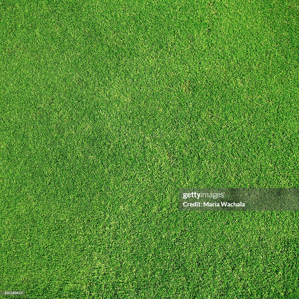 Green grass