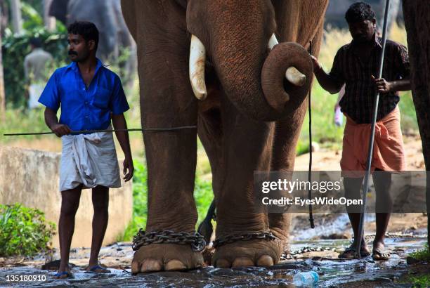 Elephant In Chains 538 Elephant In Chains Stock Photos, High-Res Pictures, and Images ...