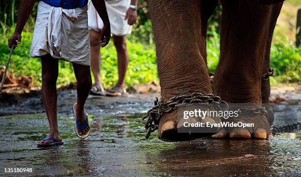 Elephant In Chains 1,114 Elephant In Chains Stock Photos, High-Res Pictures, and Images ...