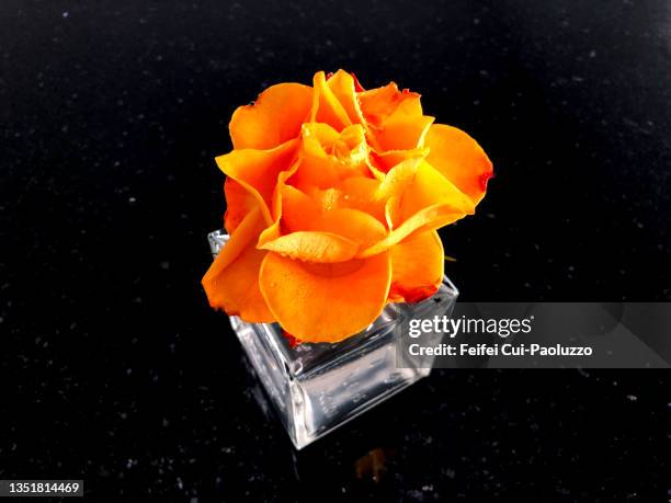 close-up of a orange coloured  rose in a vase with black background - style studio day 1 stockfoto's en -beelden