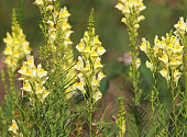 Yellow flower of common toadflax or butter-and-eggs. Linaria vulgaris