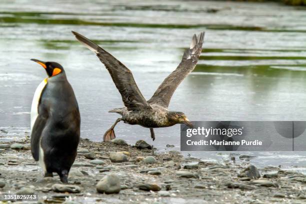 skua on south georgia island with penguin walking past - brown skua stock pictures, royalty-free photos & images