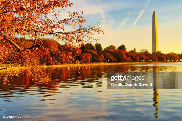 fall cherry tree colors at tidal basin - タイダルベイスン ストックフォトと画像