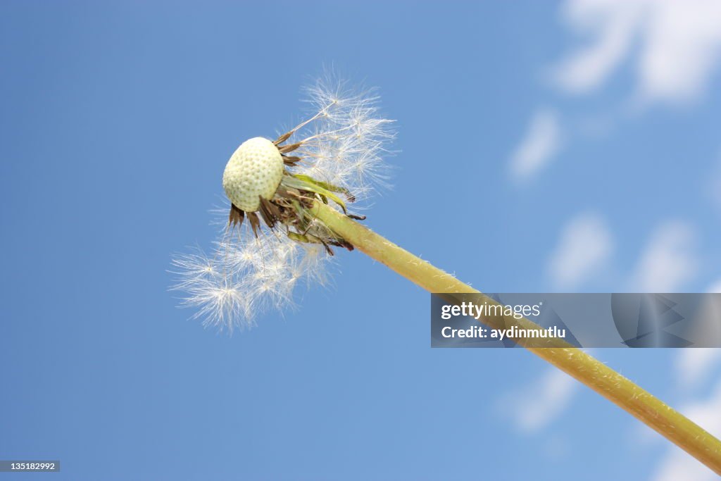 Dandelion and Blue Sky