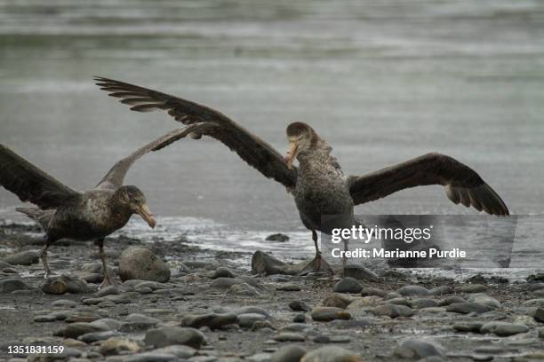 skua on south georgia island - brown skua stock pictures, royalty-free photos & images