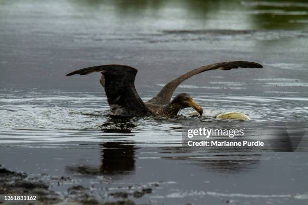 skua on south georgia island - brown skua stock pictures, royalty-free photos & images