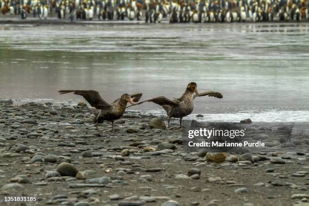 skua on south georgia island - brown skua stock pictures, royalty-free photos & images