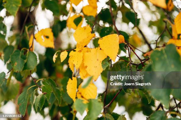 colorful leaves hang on a tree - verletzlichkeit stock pictures, royalty-free photos & images