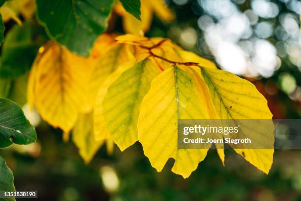 colorful leaves hang on a tree - verletzlichkeit stock pictures, royalty-free photos & images