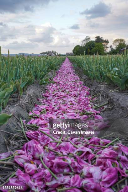 van eijk tulips with cut off flower heads in field, north holland - lisse bildbanksfoton och bilder