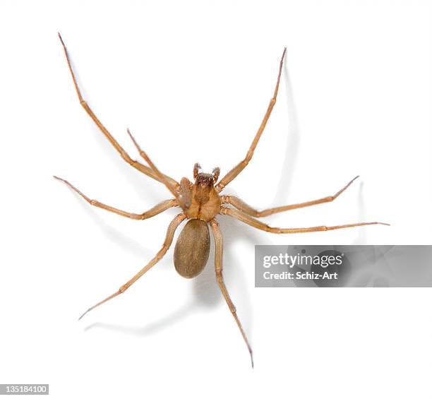 brown recluse spider - spider stock pictures, royalty-free photos & images