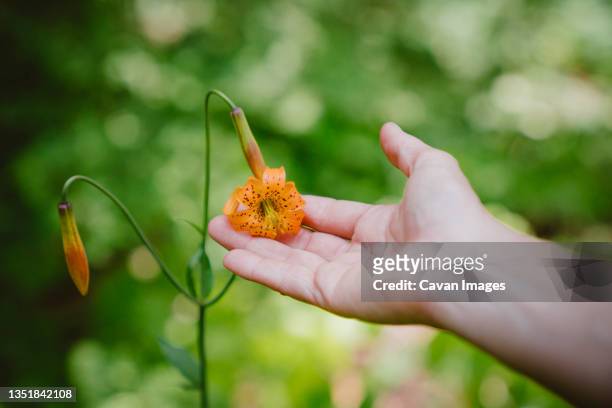 a hand holds a tiger lily with blurry background - tiger lily flower foto e immagini stock