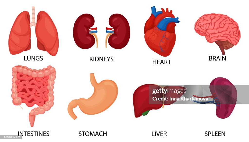 Less Known Internal Organs Human Internal Organs Set Brain Heart Lungs Stomach Intestines Kidneys ...