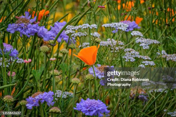 california poppy in the marsh at bandon national wildlife refuge, bandon, oregon - pavot de californie photos et images de collection