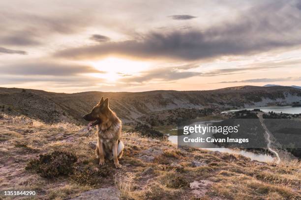 dog german shepherd in a lake and mountains landscape - german shepherd sitting stock pictures, royalty-free photos & images