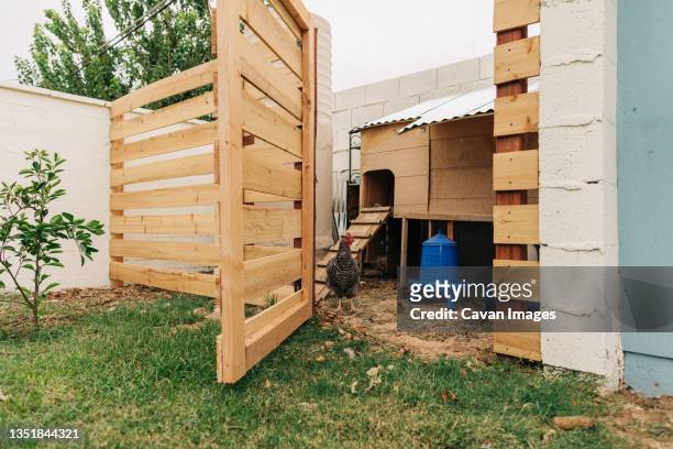 medium sized chicken stands in coop in yard on cloudy day - the coop stock pictures, royalty-free photos & images