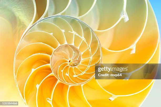 nautilus shell - fibonacci photos et images de collection