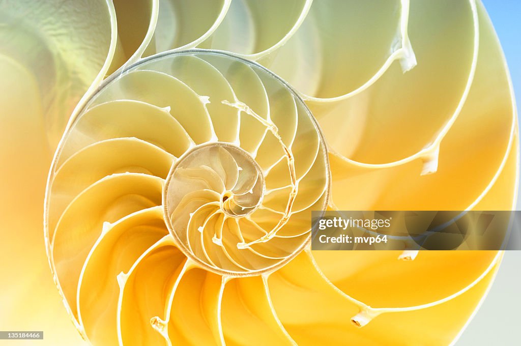 Nautilus shell