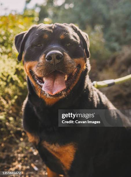 large specimen of american line rottweiler - rottweiler imagens e fotografias de stock