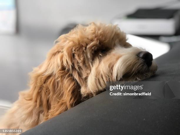 Cockerpoo Puppies Photos and Premium High Res Pictures - Getty Images