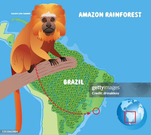 goldener löwenäffchen und amazonas-regenwald - amazon river stock-grafiken, -clipart, -cartoons und -symbole