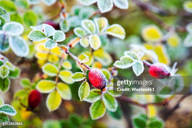 dog rose leaves covered in frost - wild rose stock pictures, royalty-free photos & images