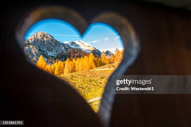 alpine grove in autumn seen through heart shaped hole - grove_(nature) stock-fotos und bilder