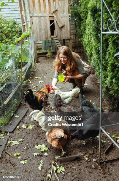 woman feeding chickens in garden - middelgrote groep dieren stockfoto's en -beelden