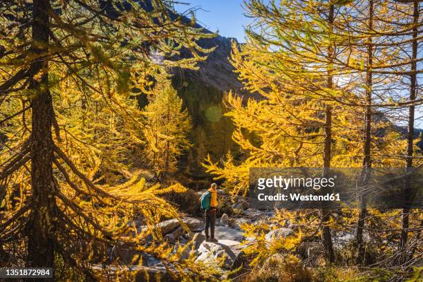 male hiker standing on rock amidst trees during autumn in val masino, sondrio, italy - solo un uomo foto e immagini stock
