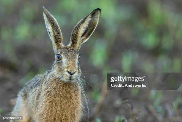 european hare - mammal stock pictures, royalty-free photos & images