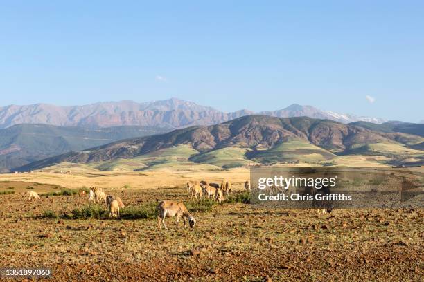 ourika valley, atlas mountains, morocco - montañas atlas fotografías e imágenes de stock