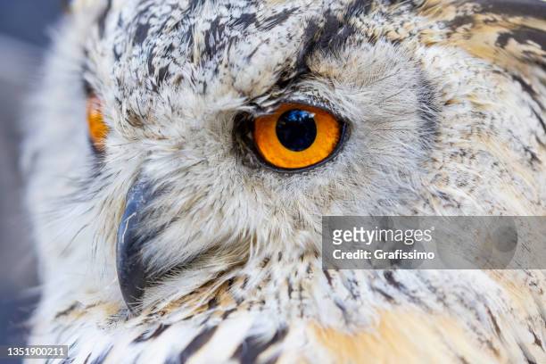 siberian eagle owl close-up - owl bildbanksfoton och bilder