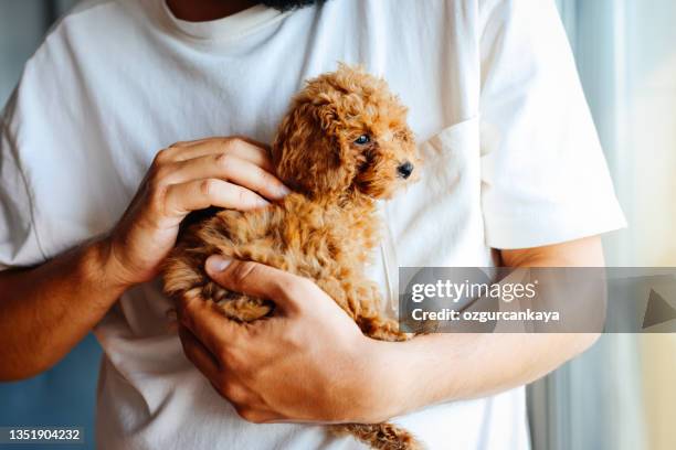 toy poodle dog having cuddle time with young man - brown poodle stockfoto's en -beelden