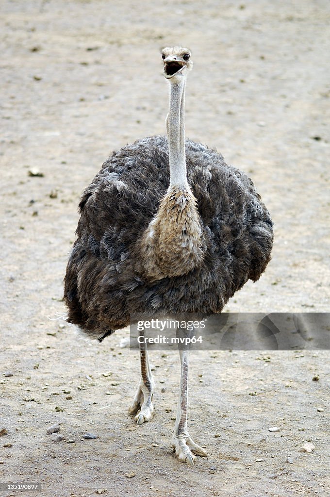 Single ostrich walking outside