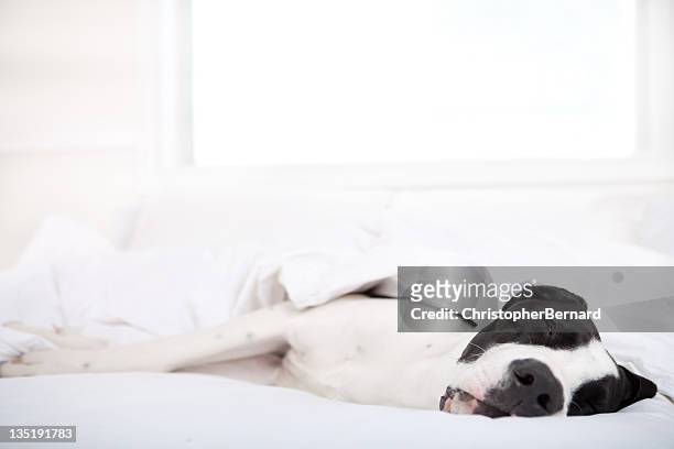 dog great dane sleeping in bed - great dane home stock pictures, royalty-free photos & images