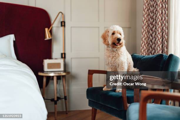 cute golden doodle looking out the window while sitting on chair in a stylish bedroom - huisdier stockfoto's en -beelden