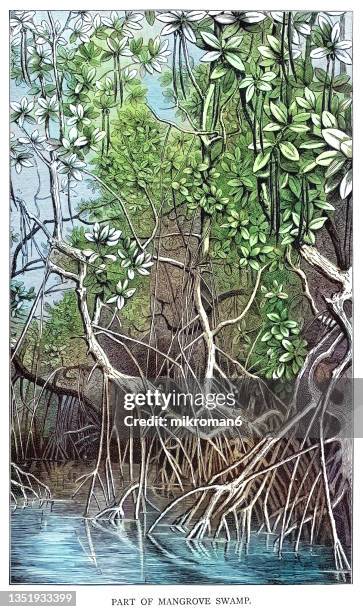 engraving illustration of a mangrove swamp - cypress tree illustration stock pictures, royalty-free photos & images
