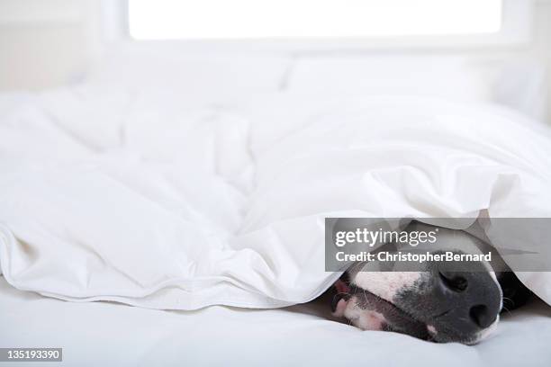 hund dogge schlafen im bett - lazy day stock-fotos und bilder