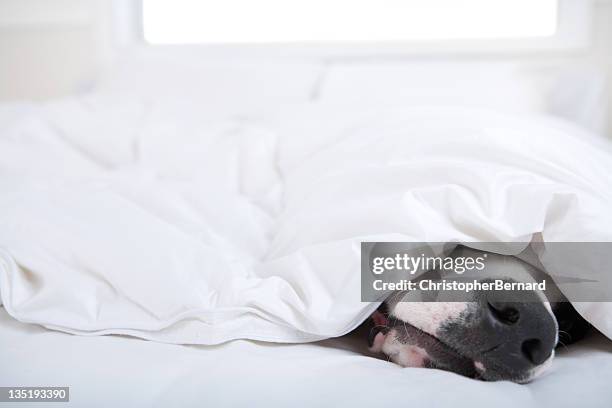 alano tedesco cane che dorme a letto - piumone foto e immagini stock